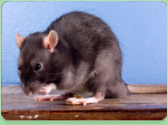 rat control Ickenham