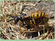 wasp control Ickenham
